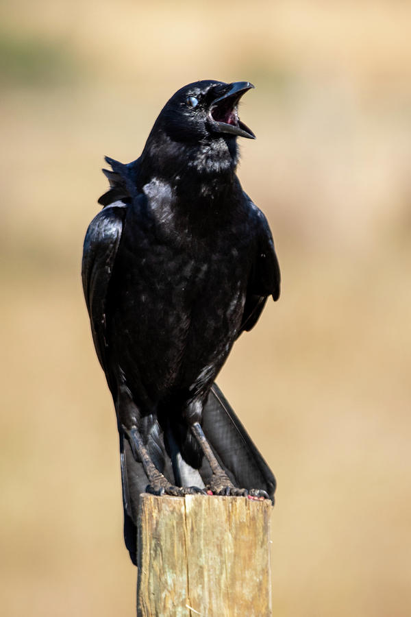 Crows as Vigilance