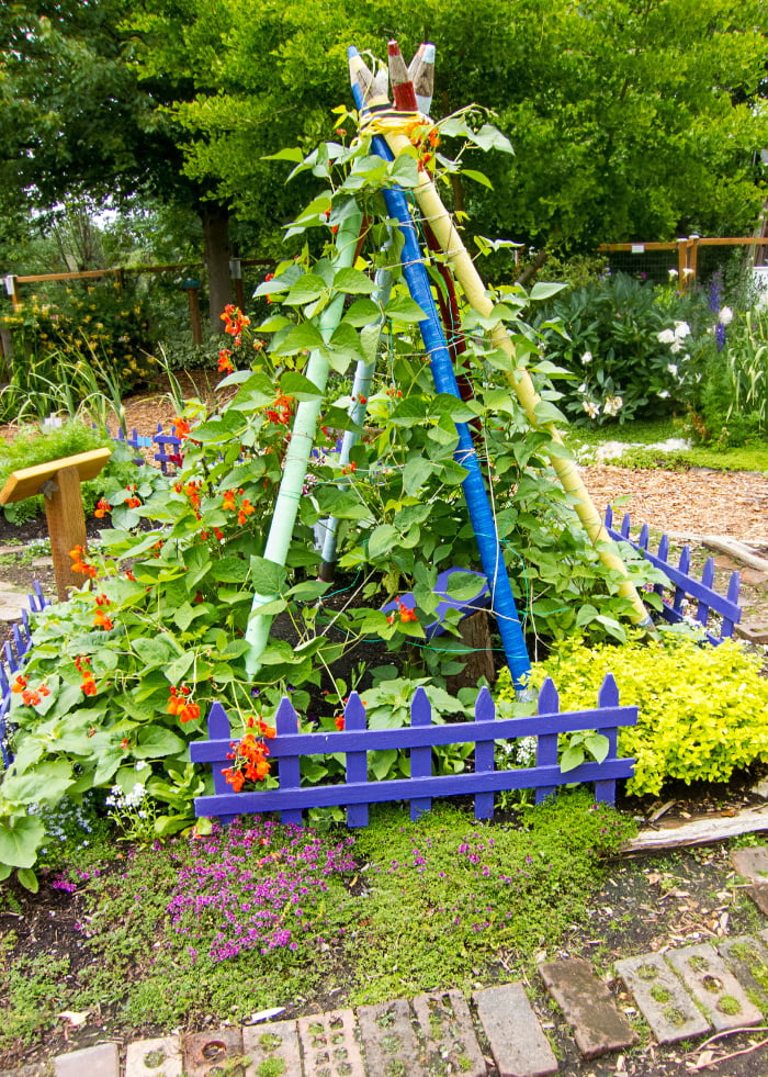 Bean Teepees as Garden Decorations