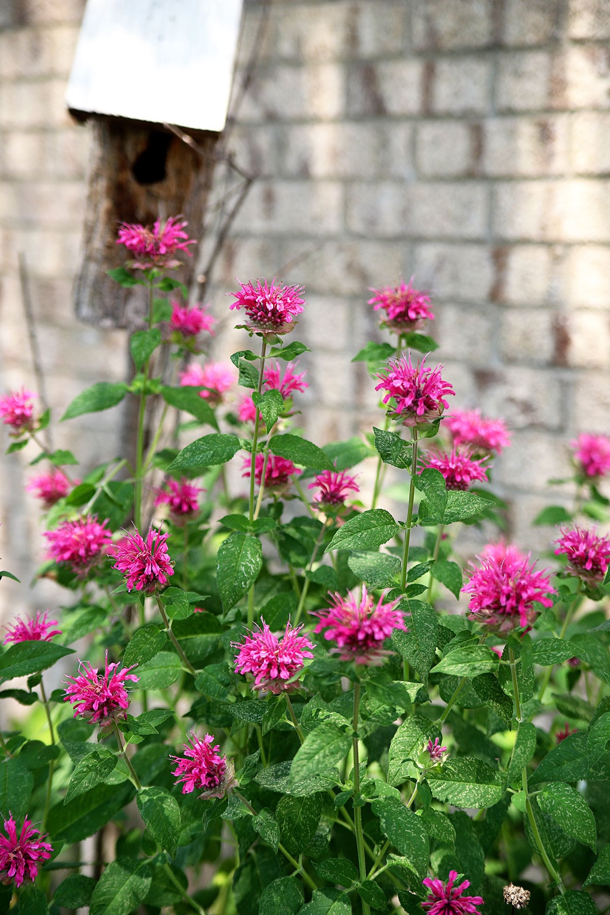 Bee Balm with Low-Maintenance Marvel