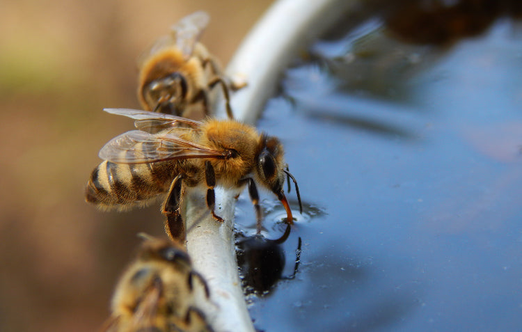 Why Bees Need Water