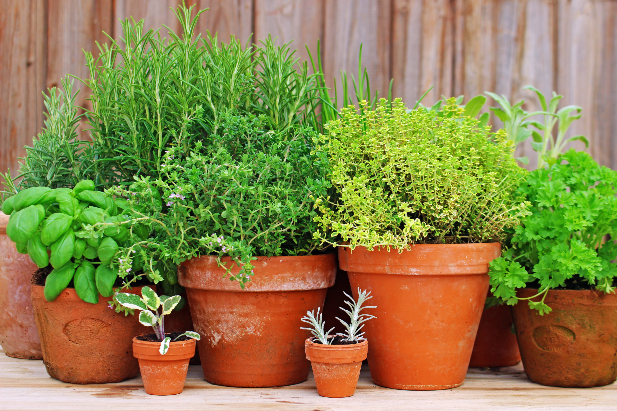 Planting Cocktail Herb Garden Outdoors