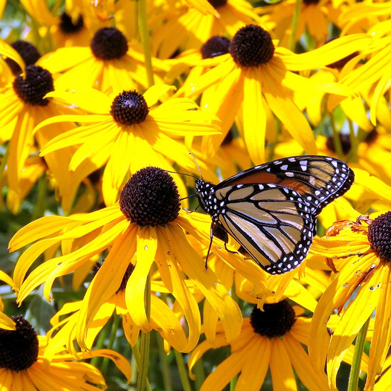 Black-Eyed Susan