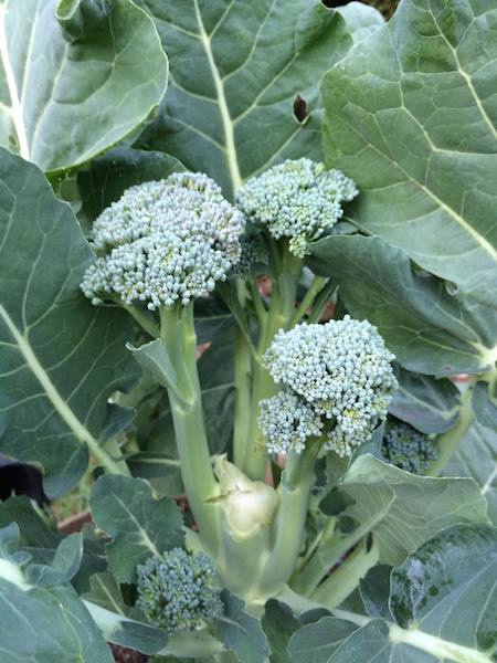 New Side Shoots of Broccoli