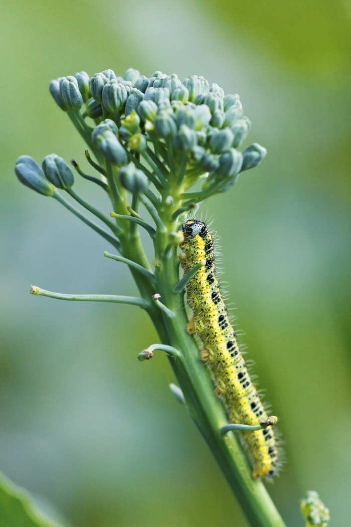 Worms on Broccoli Leaves