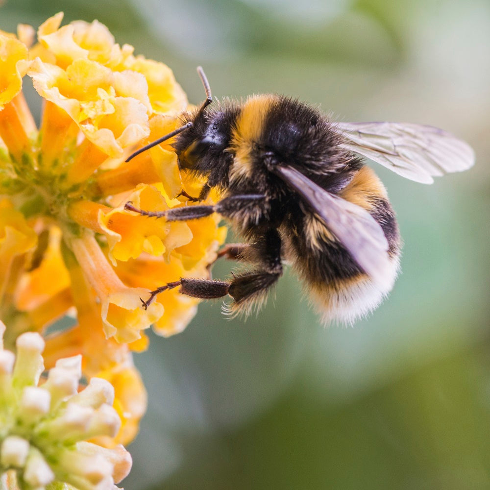 Impact on Local Ecosystems