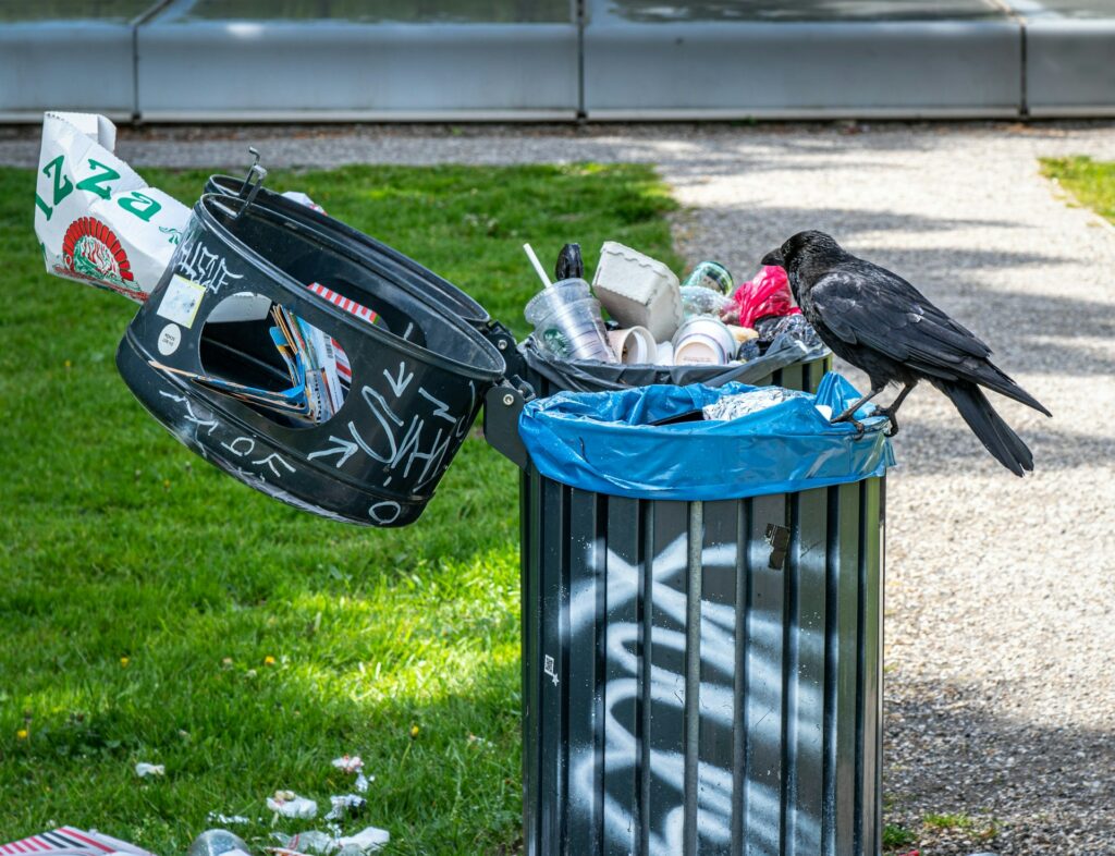 Crows Reduce Waste