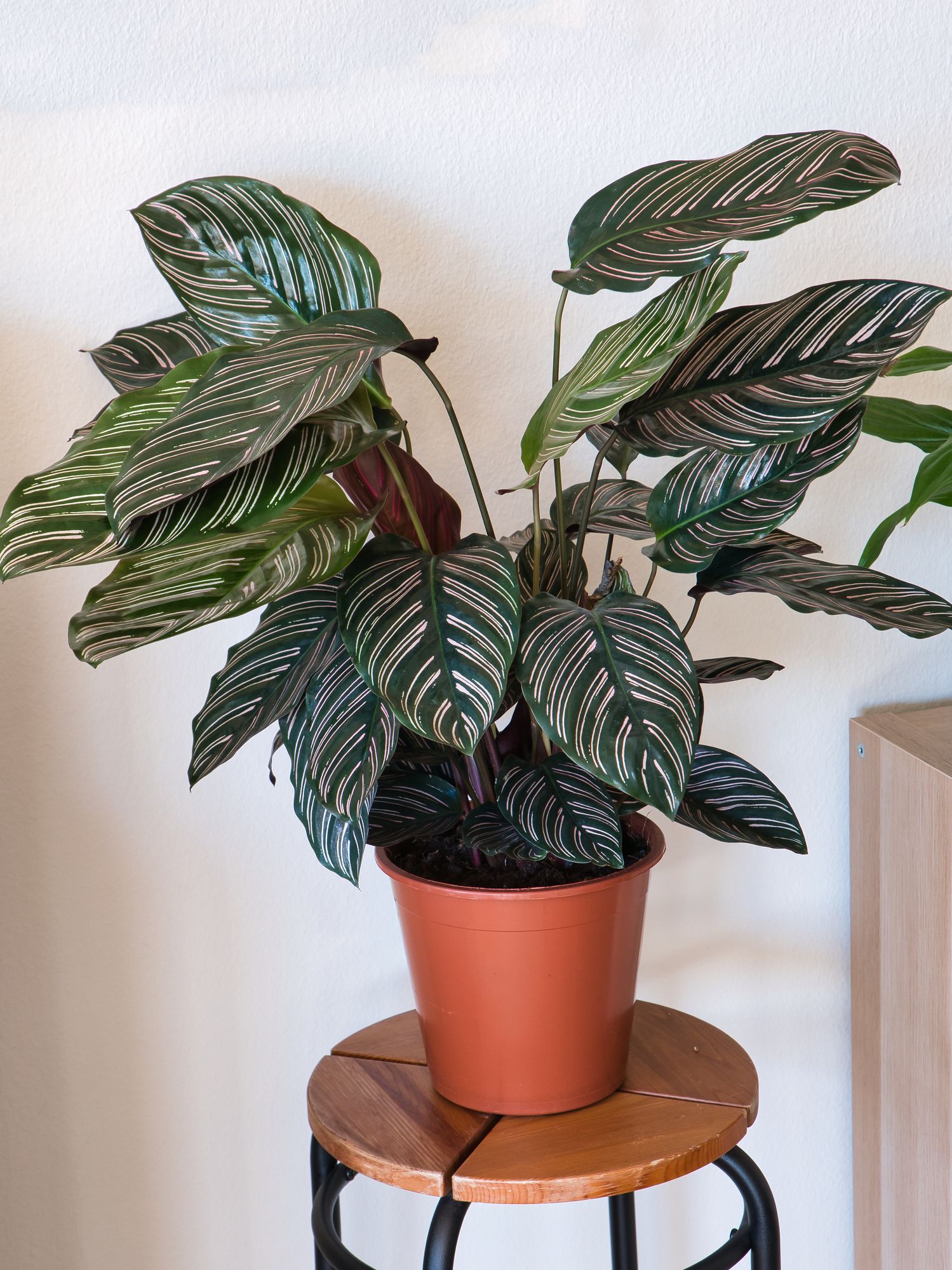 Black Panther Calathea