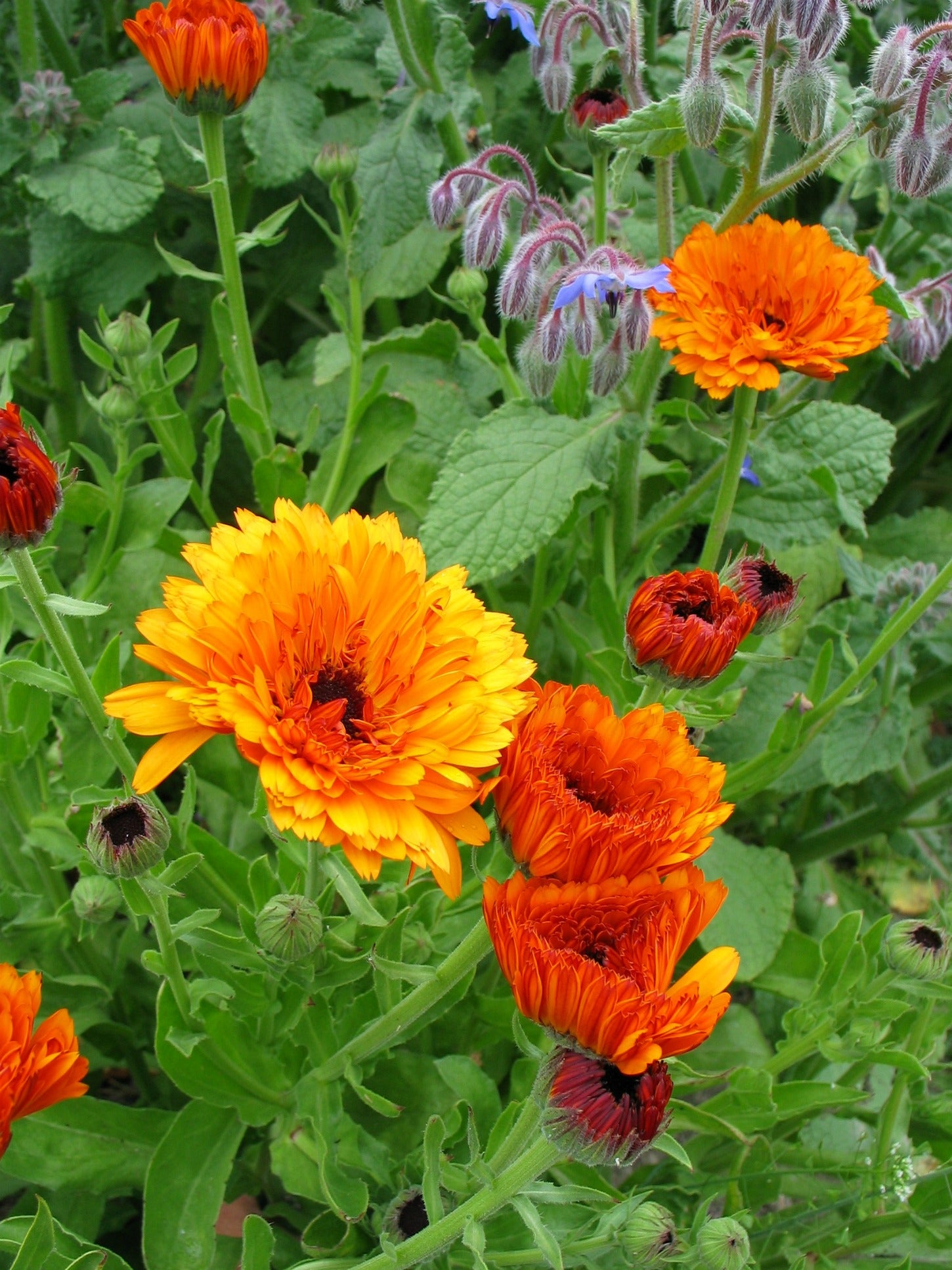 Calendula