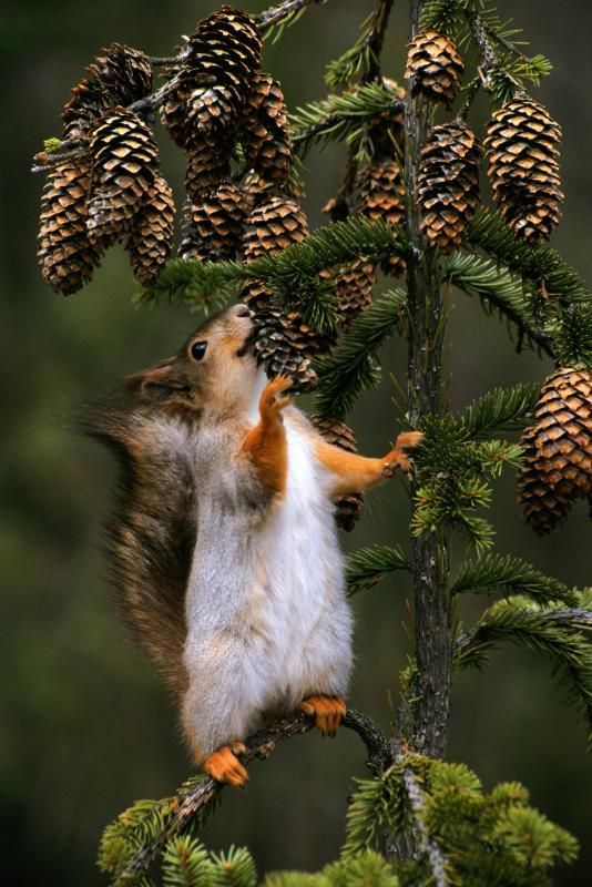 Pine Cones Provide Wildlife Habitat