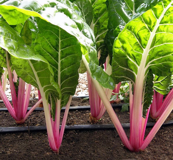 Swiss Chard