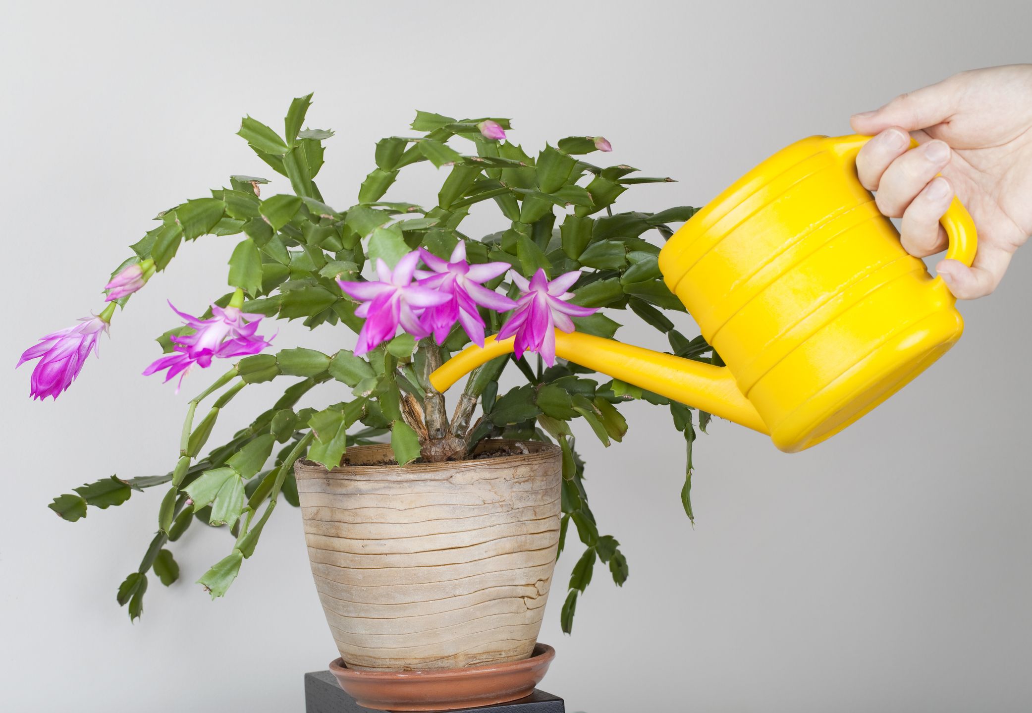 Soil and Water for Christmas Cactus