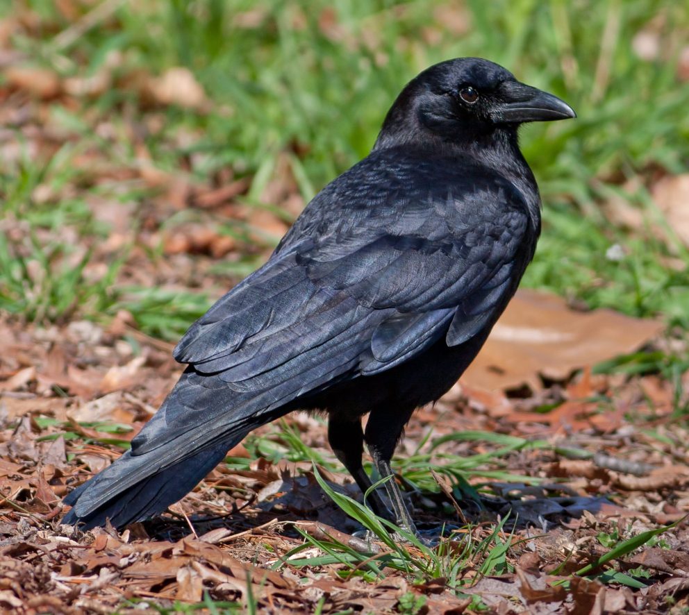 Crow as Natural Predation