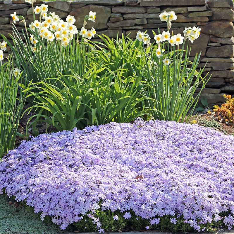 Creeping Perennials