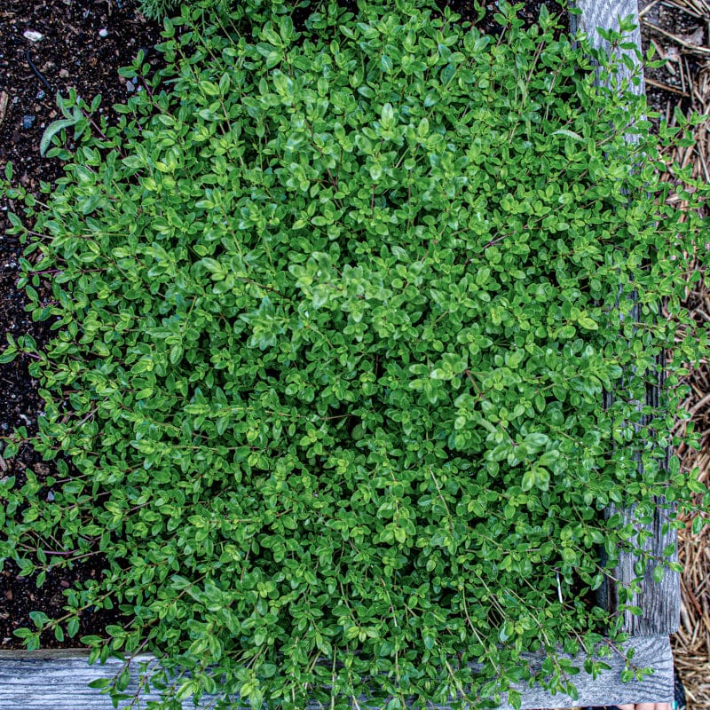 Creeping Thyme