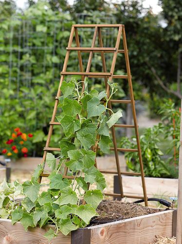 Ladder Trellis