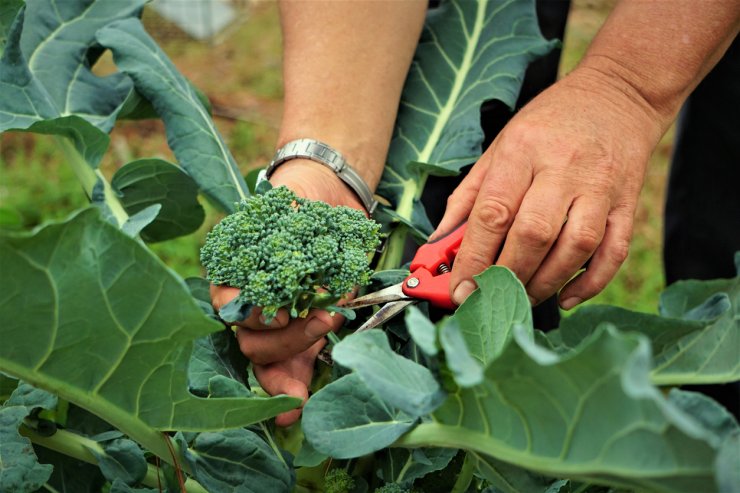 Pruning Broccoli