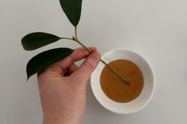 Honey for Rooting Cuttings