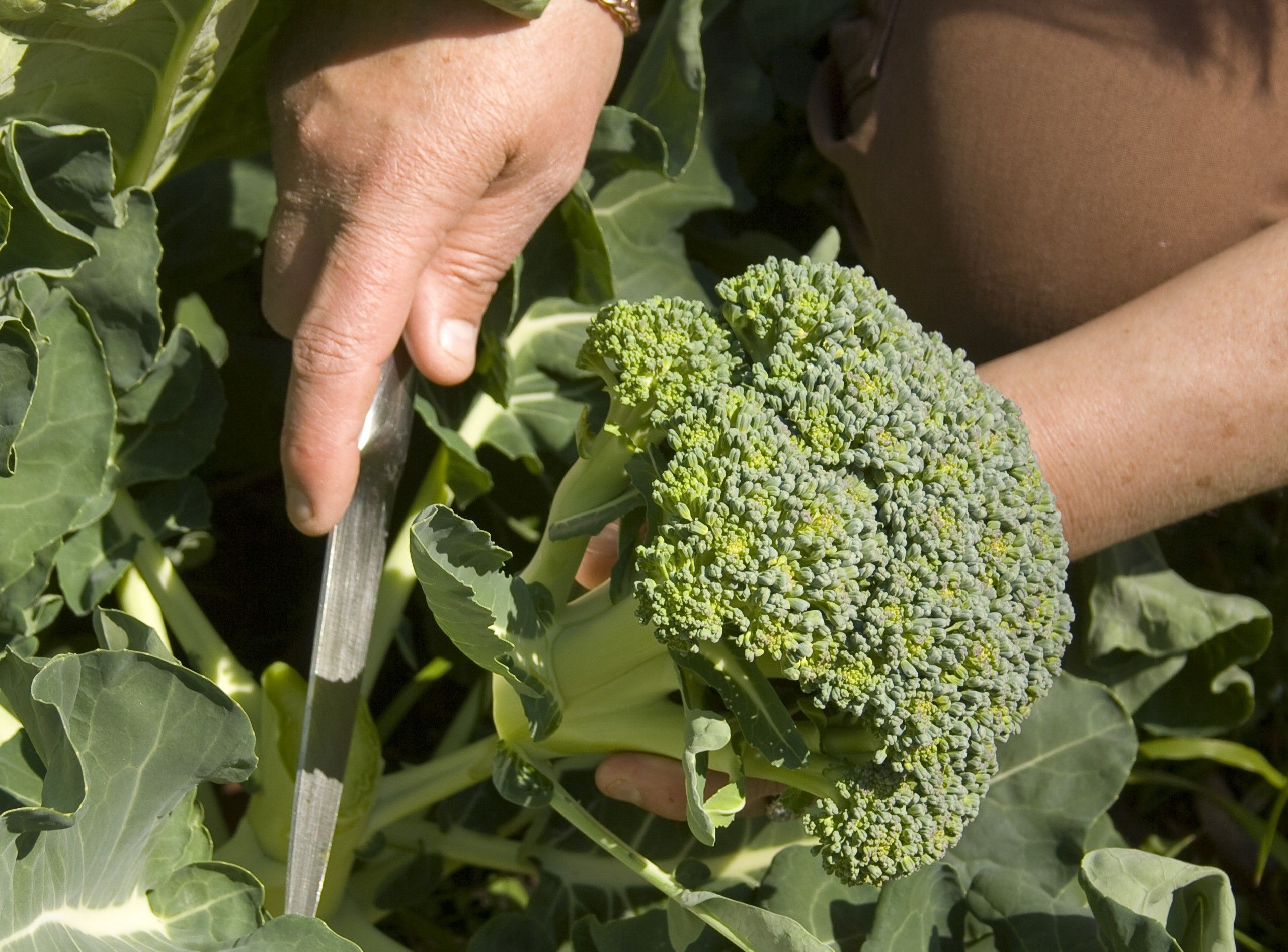 Harvest Broccoli