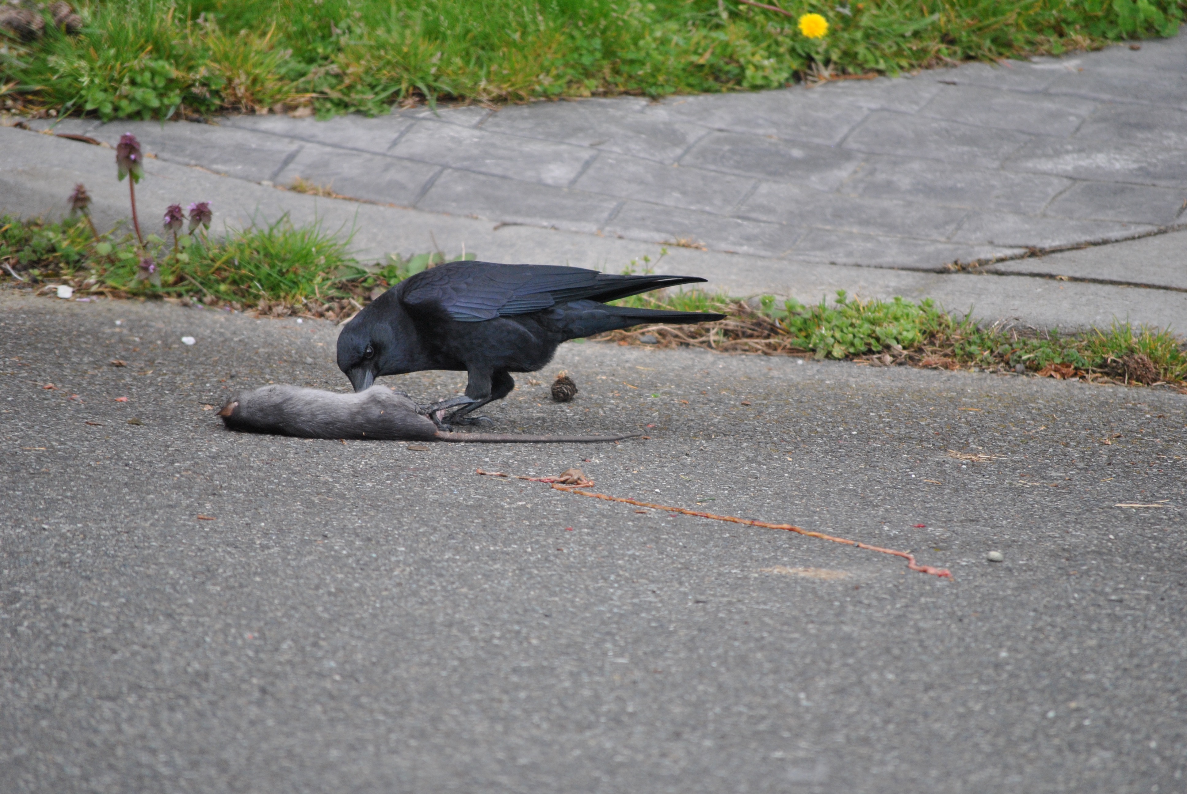 Crow Manage Rodent 