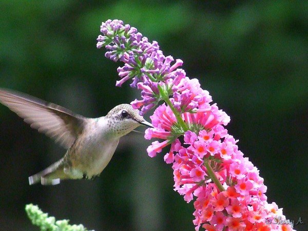 Butterfly Bush