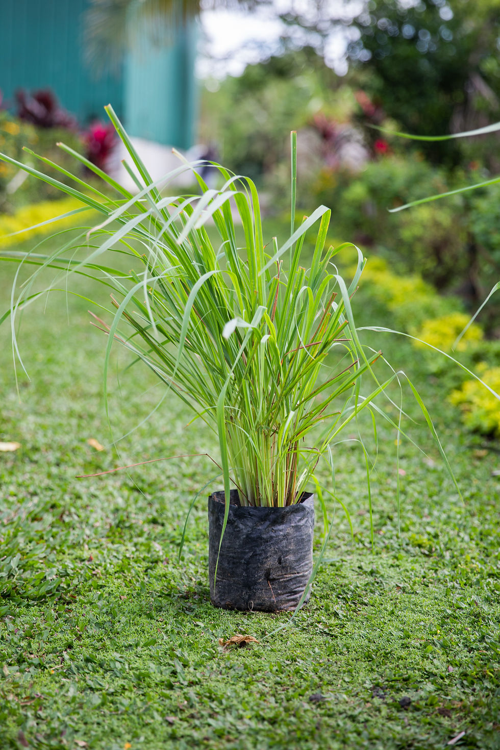 Citronella