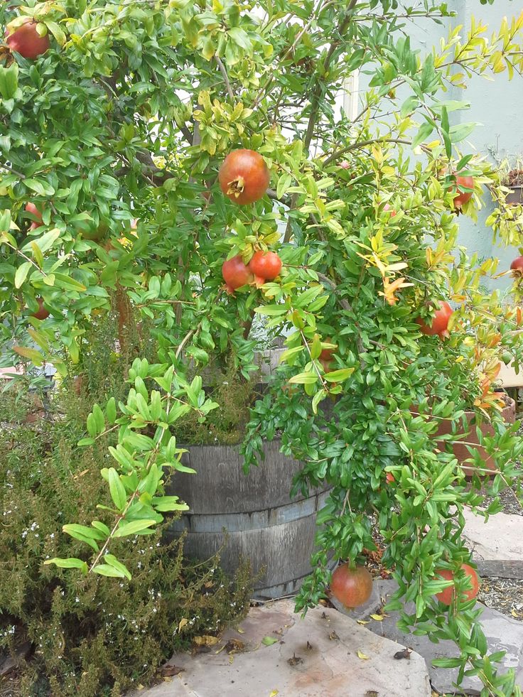 Dwarf Pomegranate