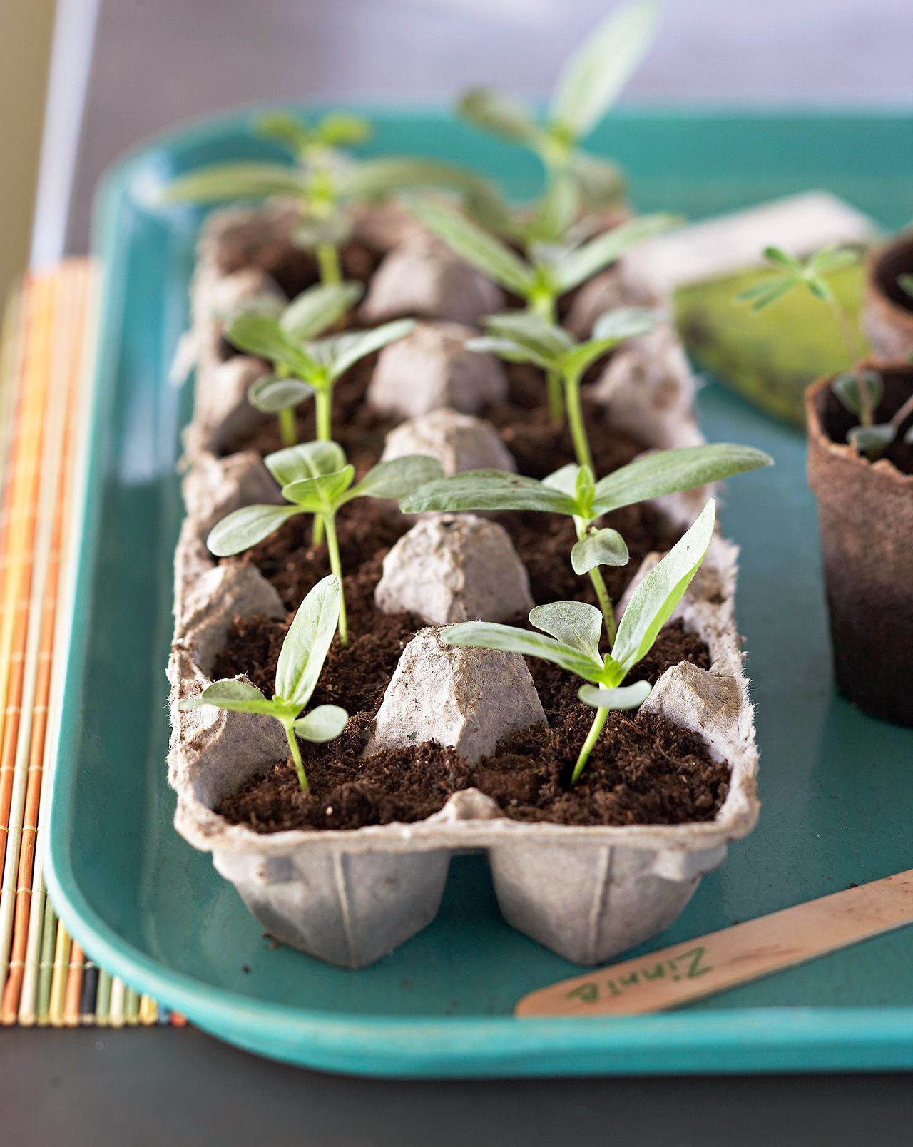 Egg Carton Seed Starter