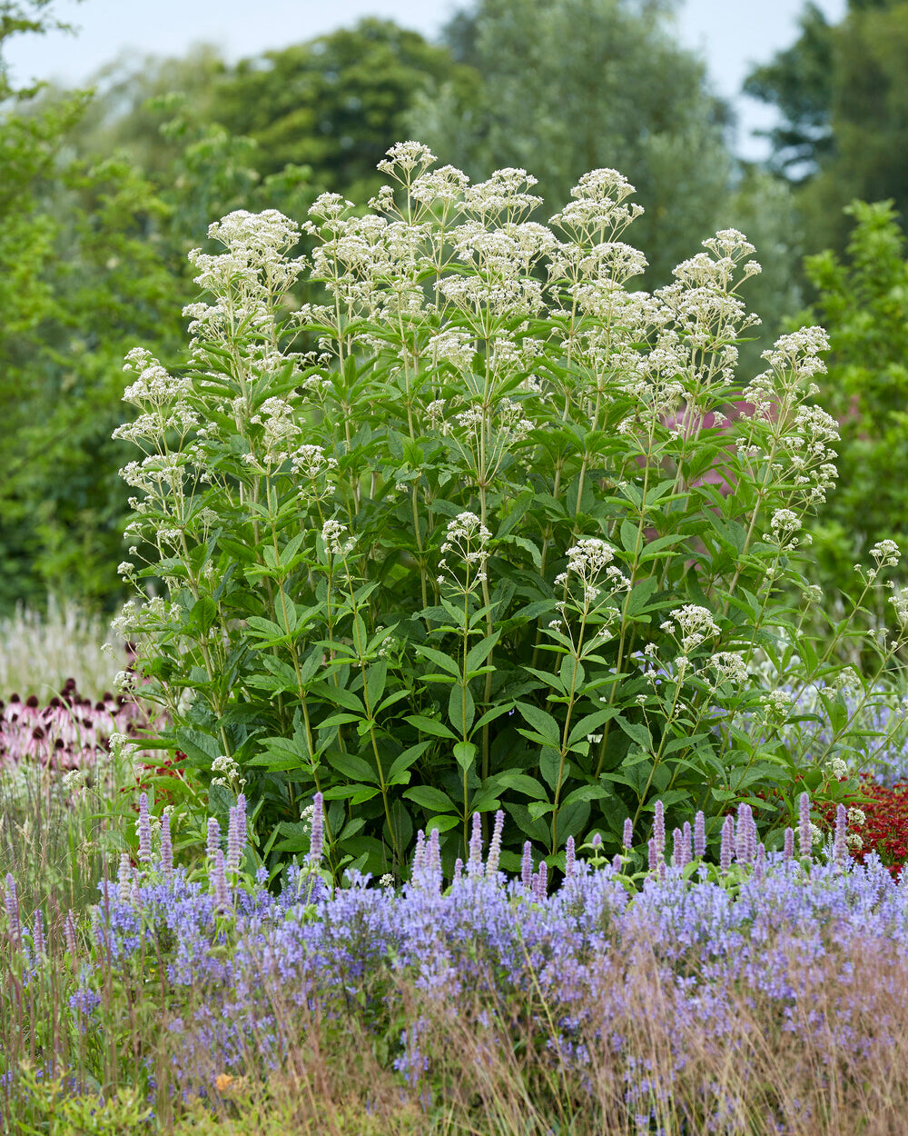 Joe Pye Weed