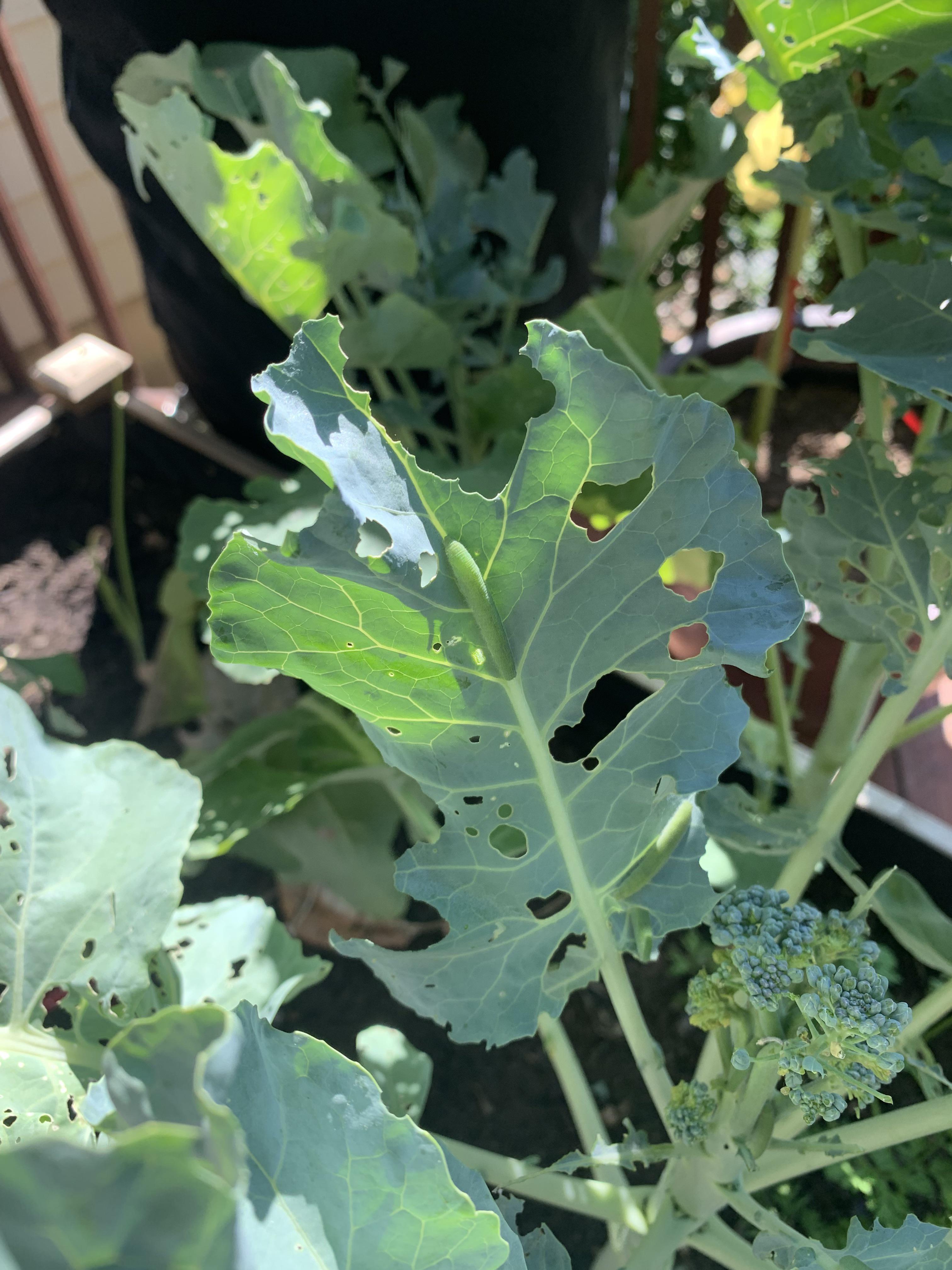 Flea Beetles on Broccoli