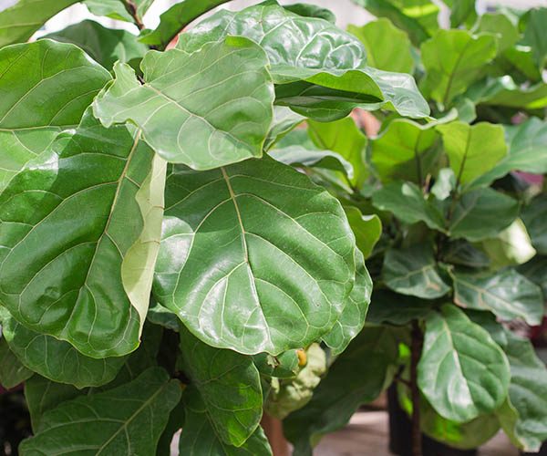 Leaf Fig as Natural Pest Repellent