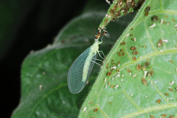 Lacewings