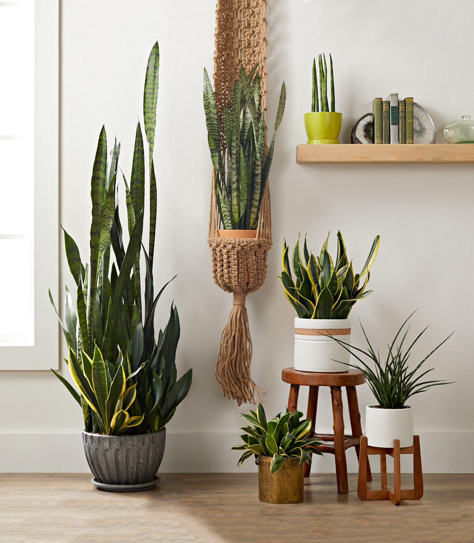 Provide Bright, Indirect Light for Snake Plants