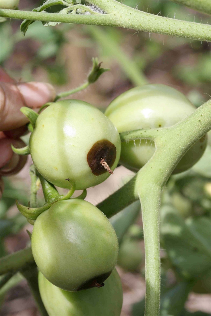 Tomato Blossom End Rot