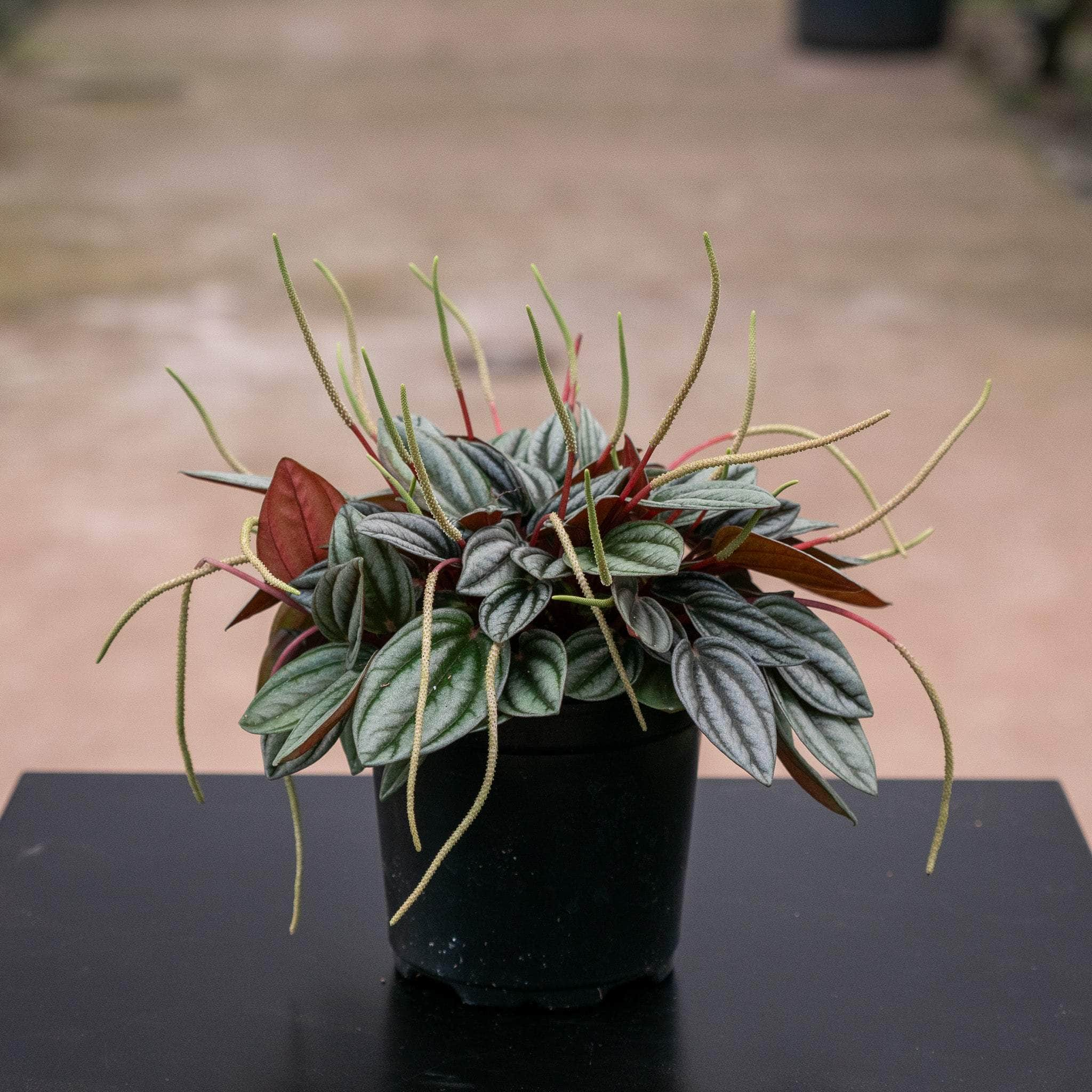 Black Pearl Peperomia