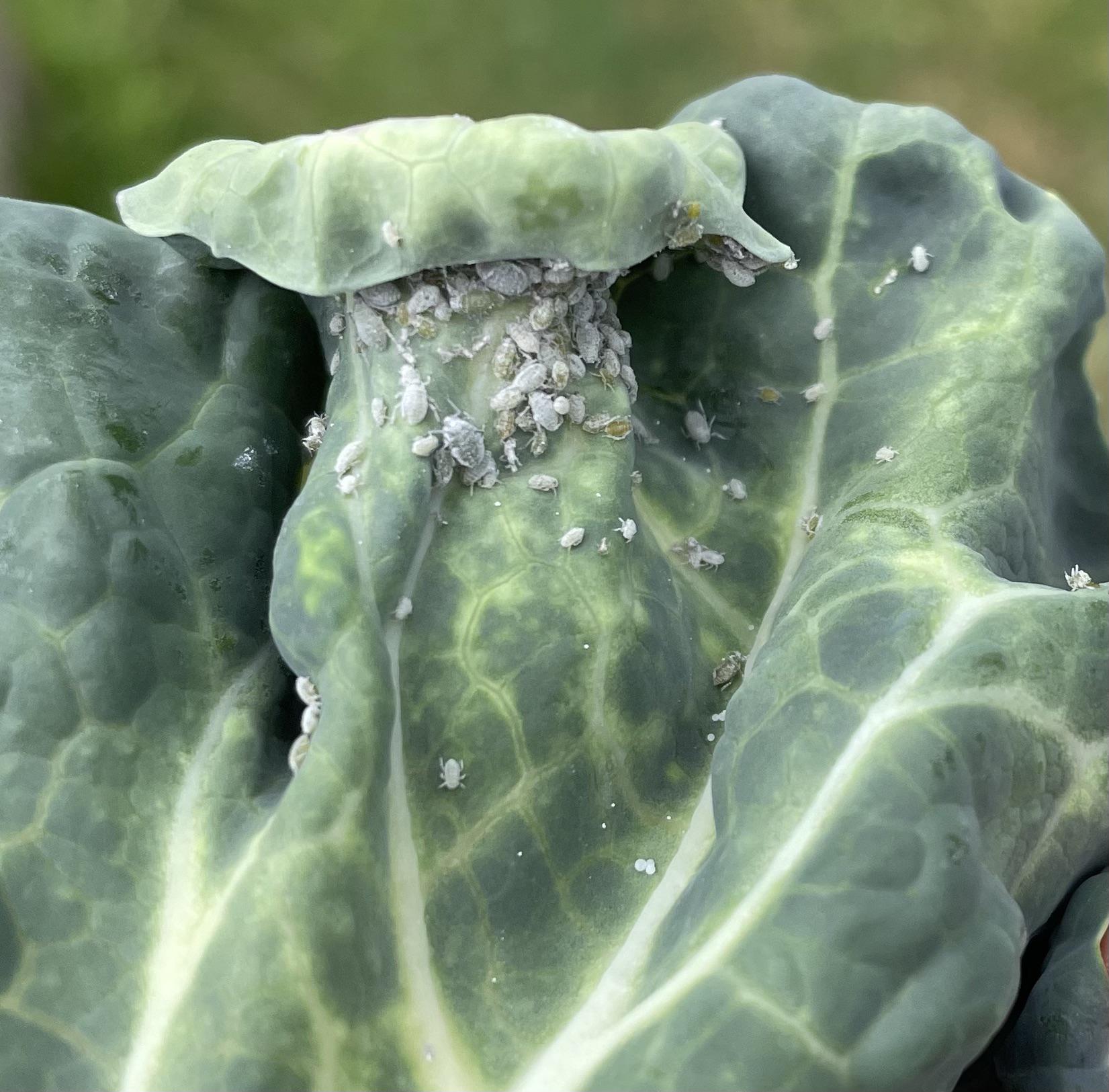 Aphids on Broccoli