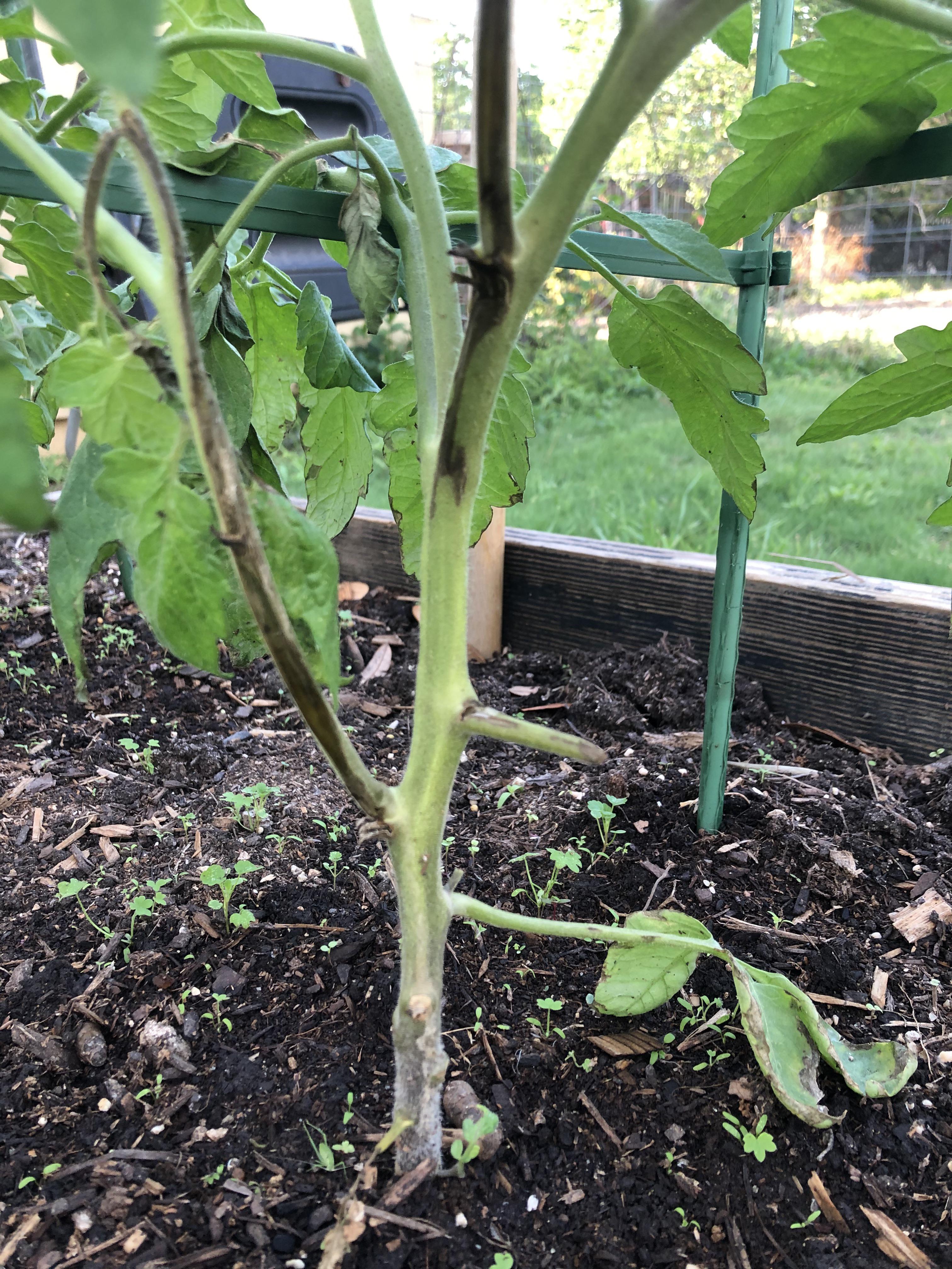 Overwatering Tomato Plant