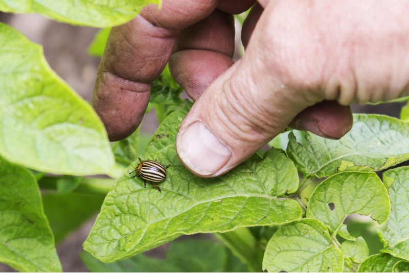 Hand-Picking