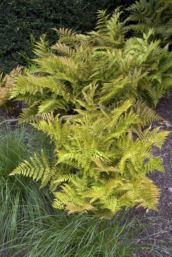 Autumn Fern