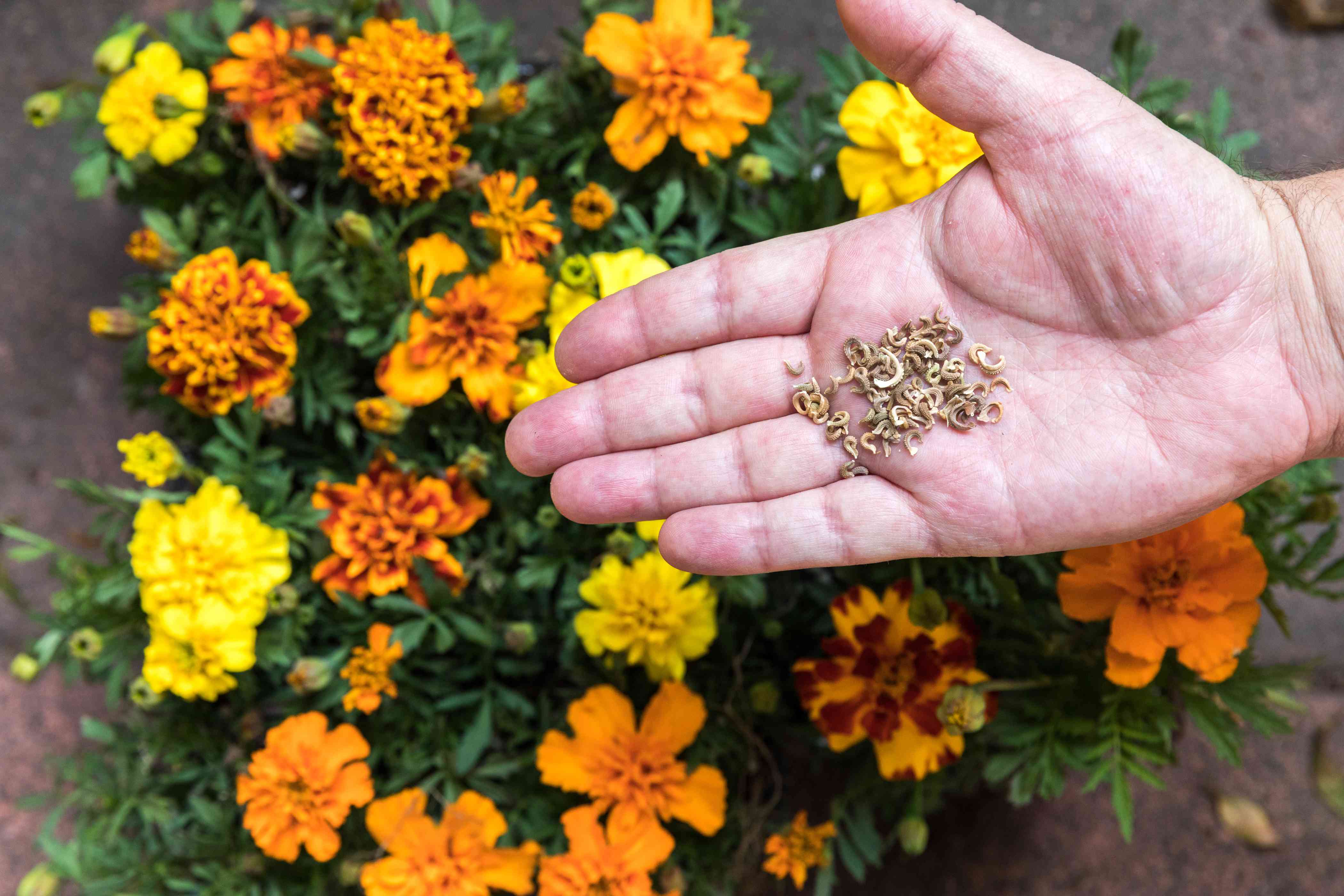 Harvest Flowers