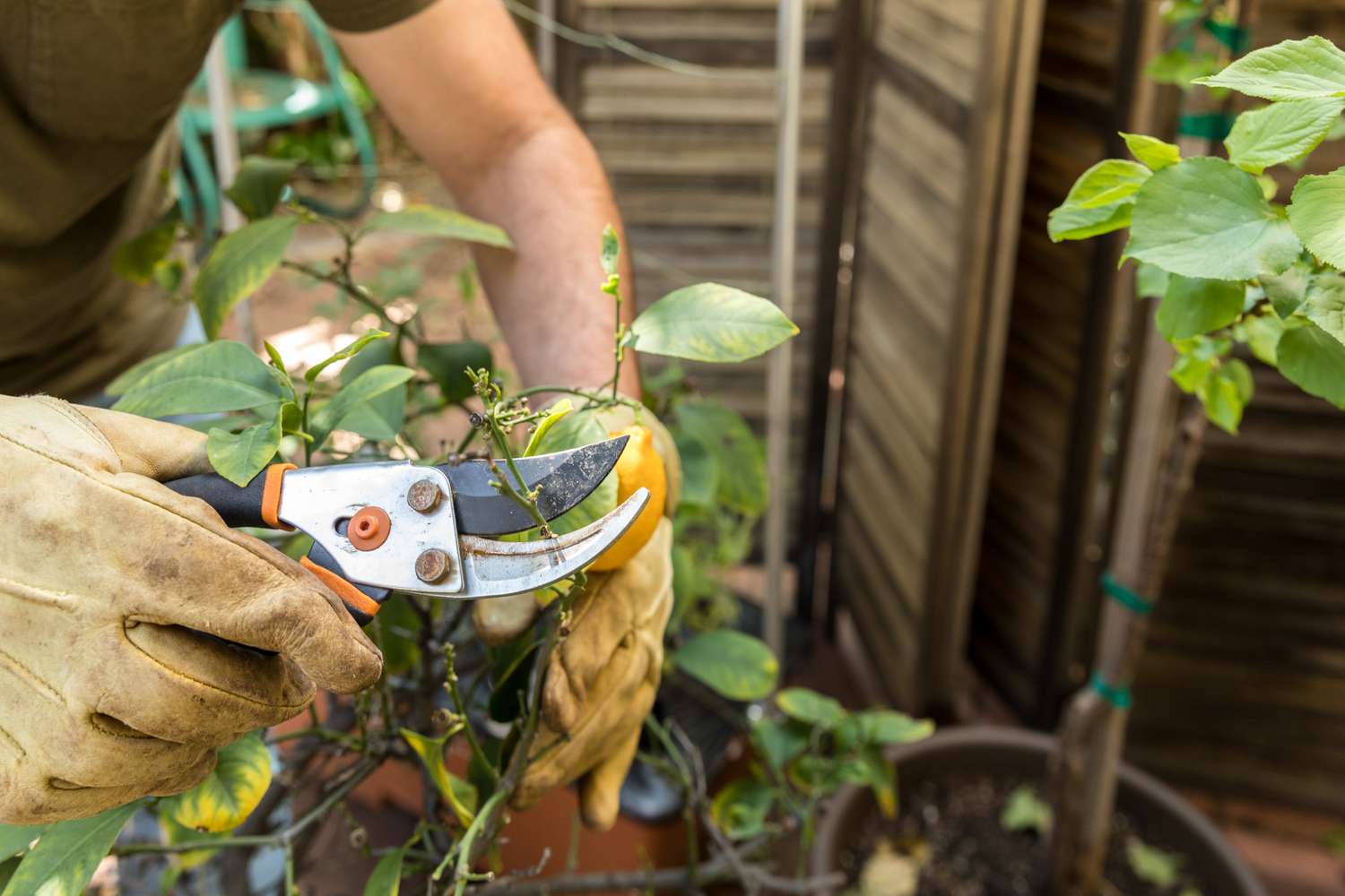 Pruning Your Lemon Tree