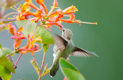 Honeysuckle