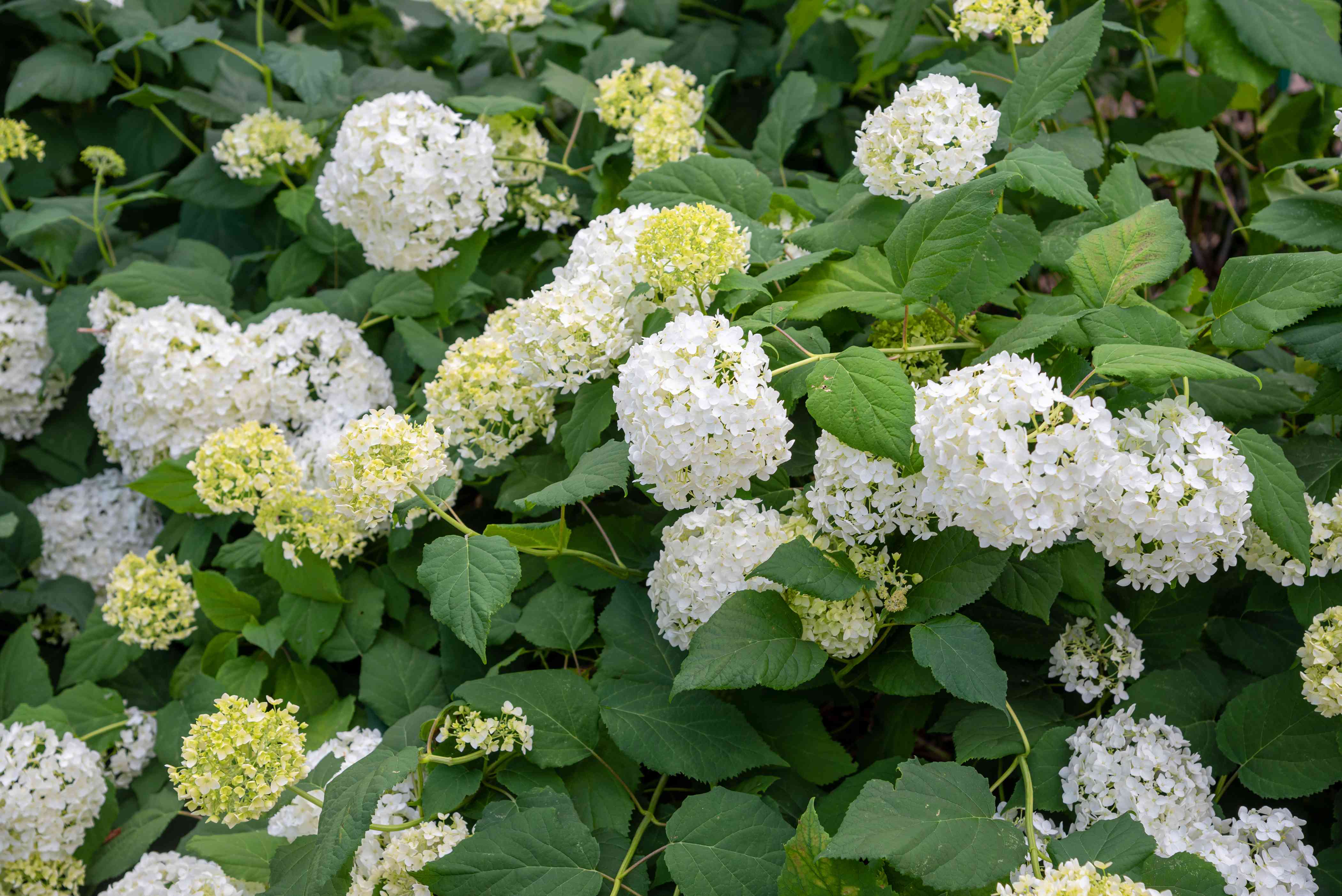 Smooth Hydrangeas