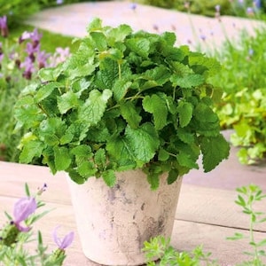 Mint and Lemon Balm