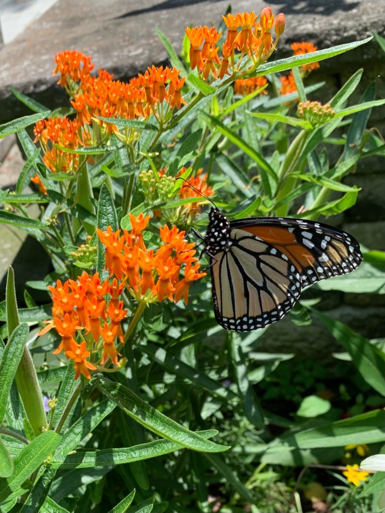 Milkweed