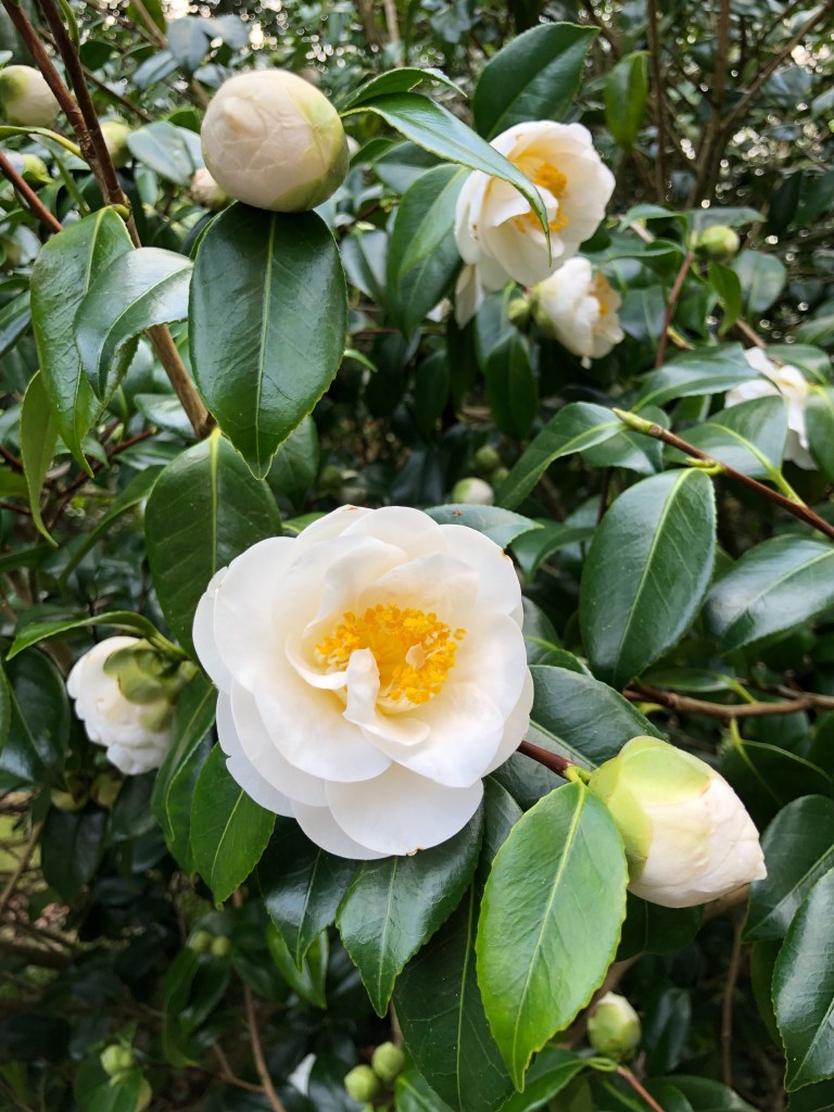 Camellias