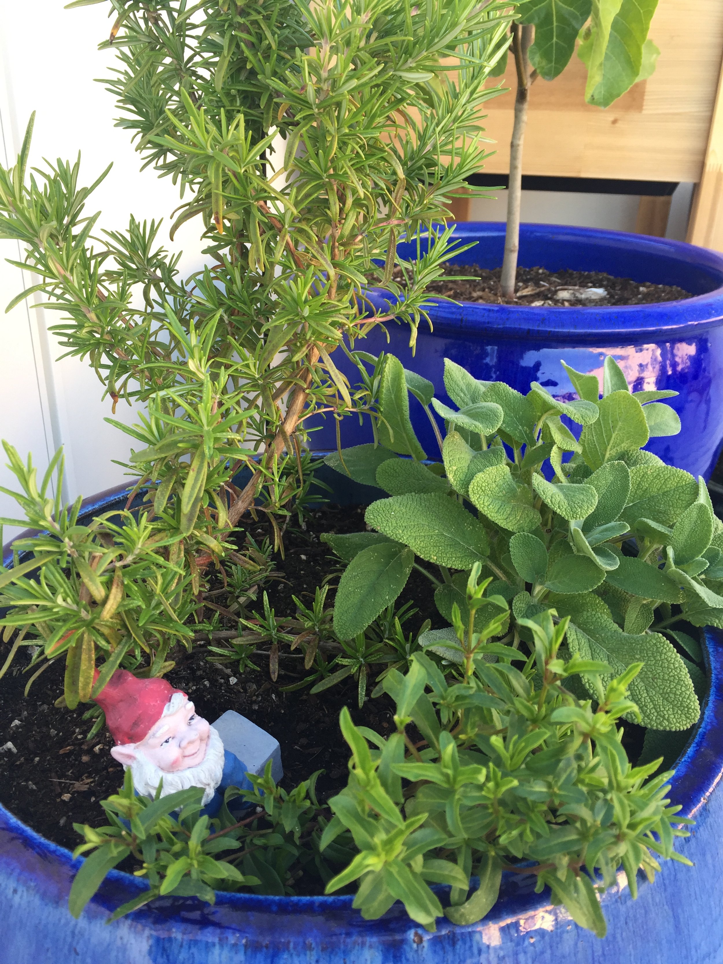 Thyme and Rosemary