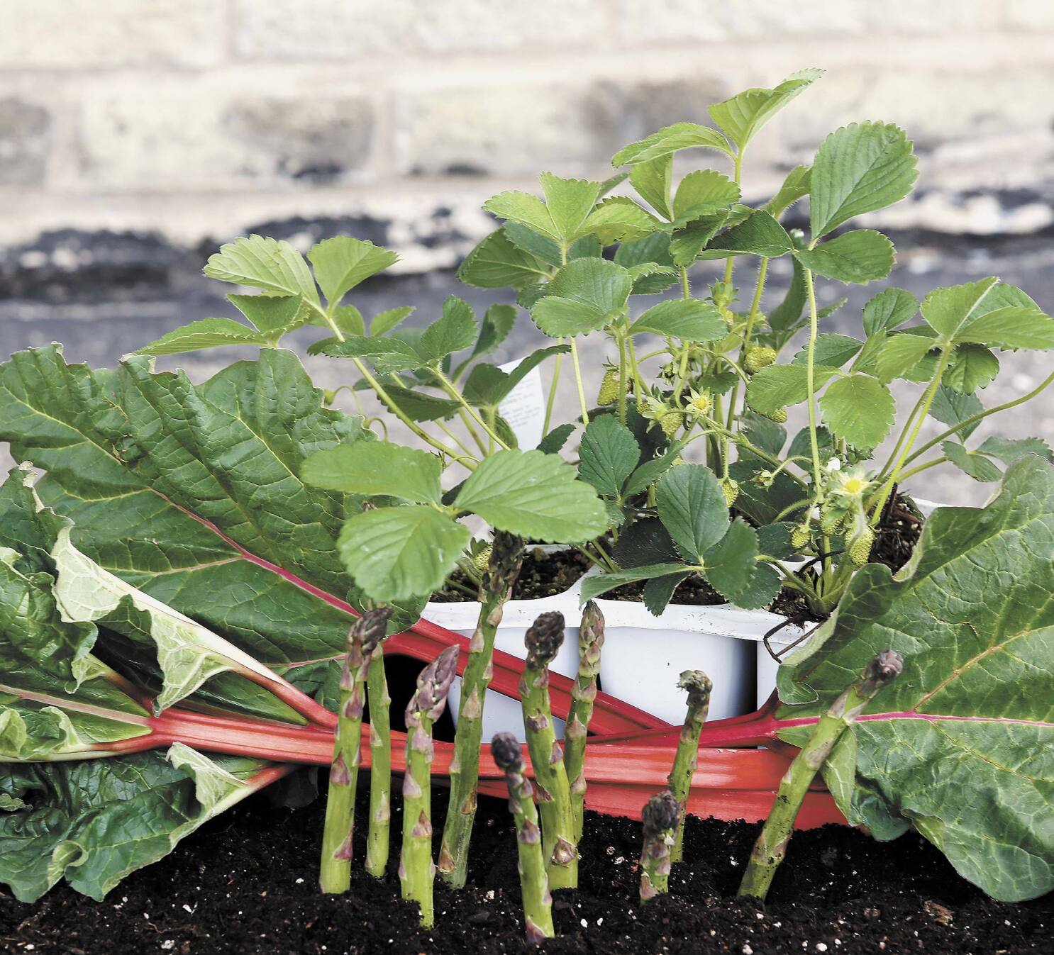 Growing Strawberries and Asparagus