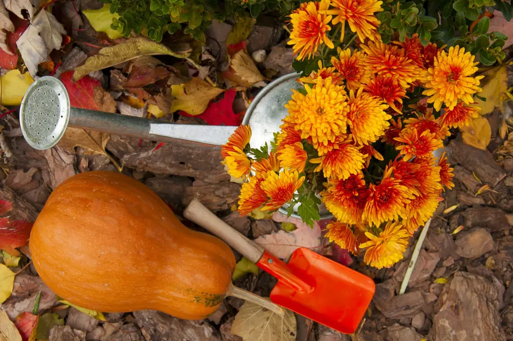 Garden in Fall