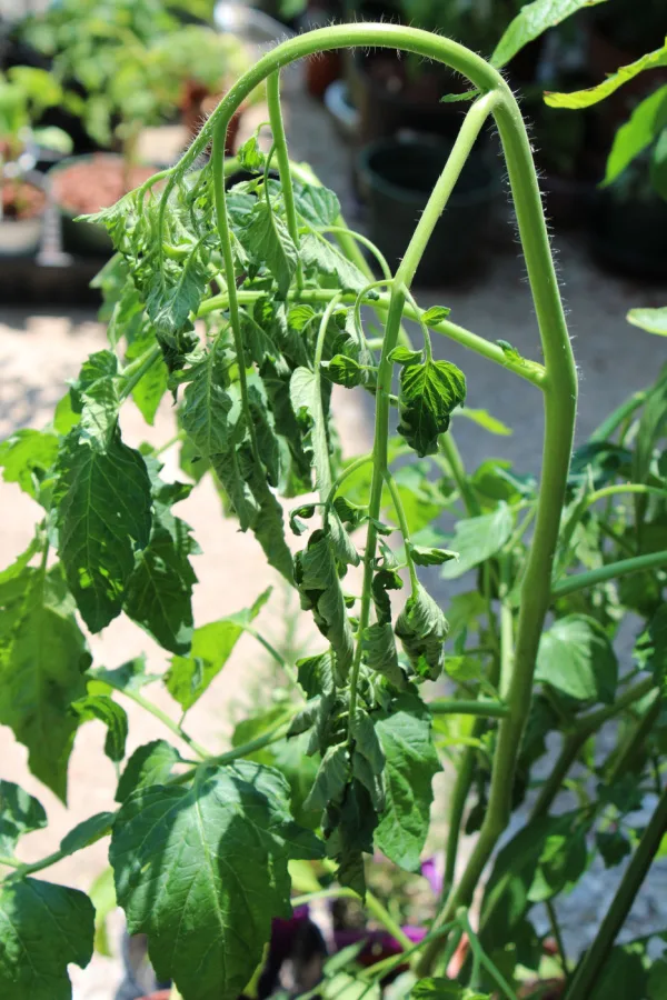 Tomato Plant with No Water