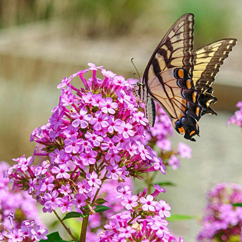 Phlox